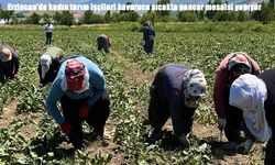 Erzincan'da kadın tarım işçileri kavurucu sıcakta pancar mesaisi yapıyor
