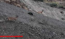 Hakkari’de dağ keçileri görüntülendi