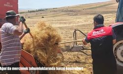 Ağın’da mercimek tohumluklarında hasat kontrolleri