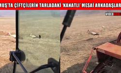 Muş Ovası'nda ‘ortak’ mesai: Çiftçiler biçiyor, leylekler besleniyor