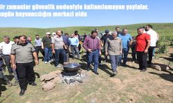 Bingöl'ün yıllarca boş kalan yaylalarında hayvancılık yeniden canlandı