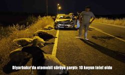 Diyarbakır'da otomobil sürüye daldı: 10 koyun telef oldu