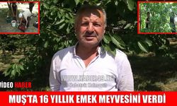 Muş'ta kiraz hasadı başladı: Yılda 4 ton hasat yapıyorlar