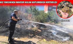 Muş'ta anız yangını: Alevlerin arasında kalan kaplumbağa kurtarıldı