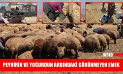 Günde 20 kilometre yol: Berivanların görünmeyen emeği