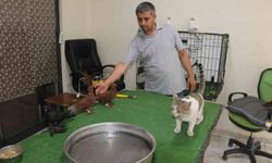 Milyonluk güvercinlerin sıra dışı koruyucusu: Et yemeyen kedi Bulut şaşırtıyor