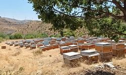 Diyarbakır'da Yeni Sezon Bal Hasadı Başladı