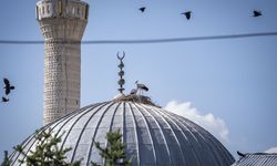 Erzurum'da mahalleli tarafından yaptırılan cami leyleklere "yuva" oldu