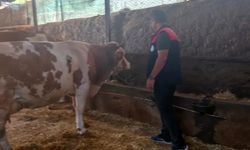 Elazığ'da Büyükbaş Hayvancılık İşletmeleri Denetlendi