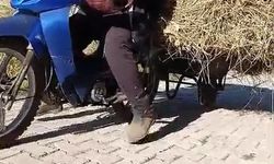 Yüksekovalı çiftçiden pratik çözüm: Motosikletin arkasına el arabası bağladı