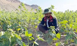 Ayı ve yaban domuzları çiftçinin tarlasını talan etti