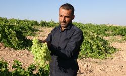 Malatya’da Unutulan Tahannebi Üzümü Yeniden Üretimde