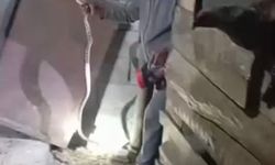 Iğdır’da “Yılan Bükücüsü” olarak tanınan vatandaş, yılanları çıplak elleriyle yakalıyor