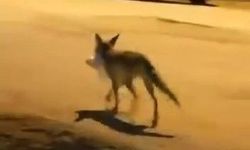 Elazığ’da Mahalleye İnen Tilkiye Poşetle Yiyecek Bıraktı