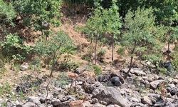 Tunceli'de koruma altındaki dağ keçileri Munzur Nehri kıyısında görüntülendi