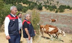 Elazığ’ Kırsalda Bereket, Hayvancılığa Destek Projesi sürüyor