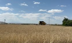 Kars'ta arpa ve yulaf hasadı hızlandı: Çiftçiler gün doğmadan tarlaya giriyor