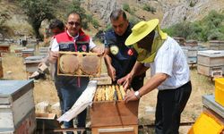 Erzincan’da bal hasadı başladı: Bin 500 ton rekolte bekleniyor