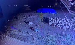 Kars’ta yerleşim yerine inen kurt koyunlara yaklaşırken kameraya yakalandı