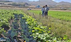 Erzurum’da kadın çiftçilerin kırmızılahana ve kereviz üretimi takip ediliyor