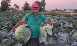 Söğütlü lahanasında hasat sezonu başladı