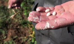 İspir fasulyesinde hasat hazırlığı sürüyor
