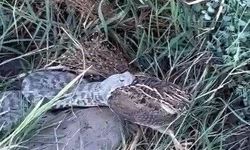 Tunceli'de engerek yılanının bıldırcın avı