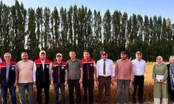 Yerli Buğday Çeşidi PARLA, Erzurum’un Sert Kışına Direniyor