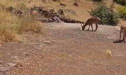 Malatya’da kayalık alanda dağ keçileri görüntülendi