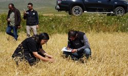 Çıldır’da dolu ve yağışın vurduğu tarım arazilerinde hasar tespiti