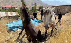 Sınır telleri arasında mahsur kalan atlar kurtarıldı