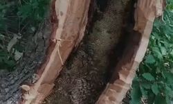 Bingöl’de ağaç kovuğundan kilo kilo bal çıktı