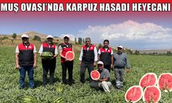 Muş Ovası'nda karpuz hasadı 2 milyar TL'lik katkı hedefiyle devam ediyor