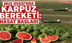 Muş Ovası'nda karpuz hasadı başladı