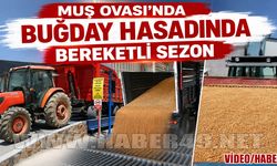 Muş'ta bahar yağmurları rekolteyi artırdı: Çiftçinin yüzü hasatta güldü
