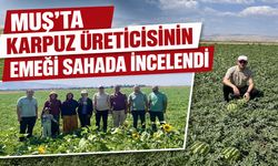Muş karpuzuna saha incelemesi