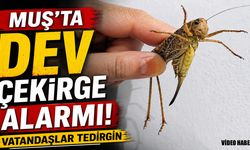 Muş'ta dev çekirgeler tedirgin etti: Bakanlıktan "istila" açıklaması