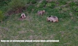 Anne ayı ve yavrularının yiyecek arayışı böyle görüntülendi