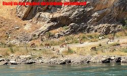Elazığ’da dağ keçileri sürü halinde görüntülendi