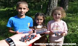 Sarıkamış'ta dağ çileği ve yaban mersini bereketi