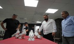 Erzurum'da ev, araba parasına satılan Şebap güvercinler görücüye çıktı