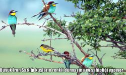 Muş-Bitlis sınırında 100’den fazla kuş türüne ev sahipliği yapan Büyük İron Sazlığı göz kamaştırıyor