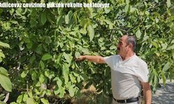Adilcevaz cevizinde yüksek rekolte bekleniyor