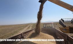 Kars’ta binlerce yıllık Kavılca buğdayında hasat mesaisi başladı
