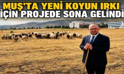 Muş Alparslan Üniversitesi'nden yeni koyun ırkı atağı