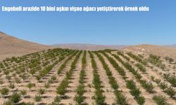 Atıl arazileri ekonomiye kazandırdı: 10 bini aşkın vişne ağacı yetiştirdi