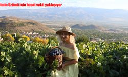 Cimin Üzümü için hasat vakti yaklaşıyor