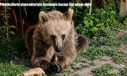 Piknikçilerin yiyecekleriyle beslenen bozayı ilgi odağı oldu
