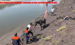 Kura Nehri'nde bataklığa saplanan at vinç yardımıyla kurtarıldı