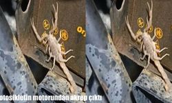 Malatya'da tamir için gelen motosikletten akrep çıktı